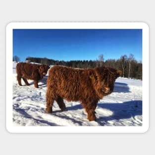 Scottish Highland Cattle Calves 1696 Sticker